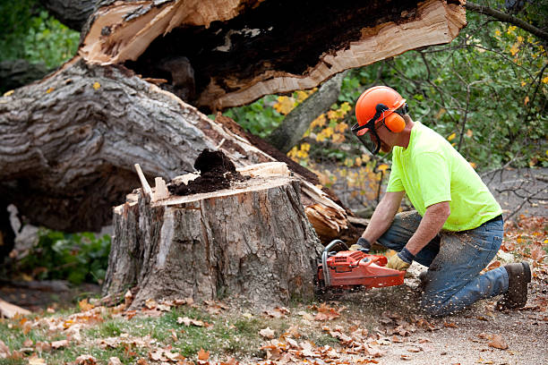 How Our Tree Care Process Works  in  Piedmont, MO